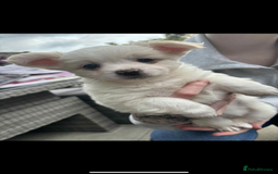 Mixed Breed dogs for sale: Chihuahua cross breed - Image 4