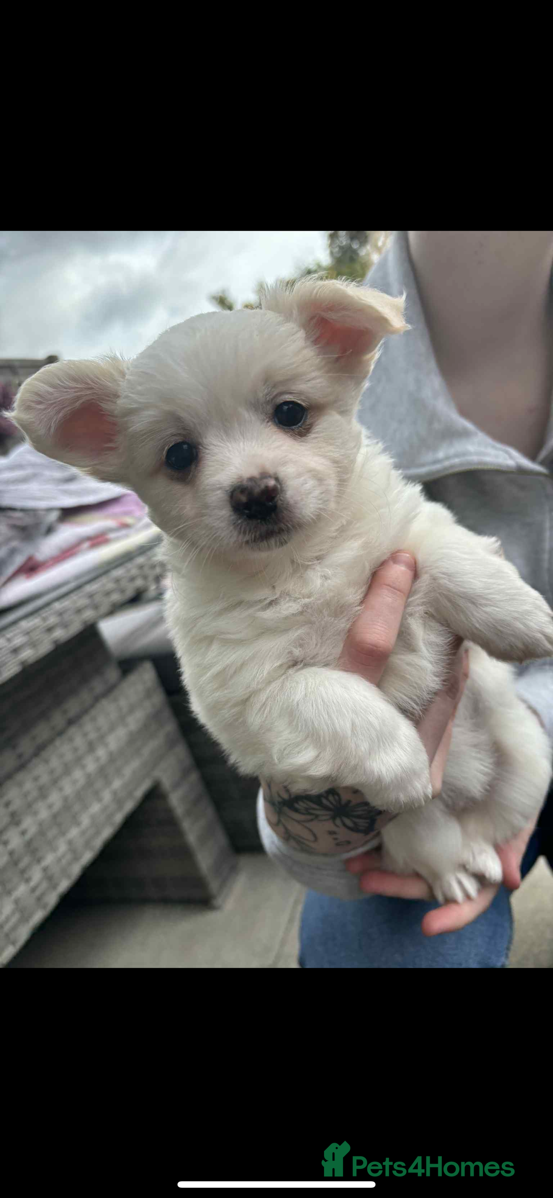 Mixed Breed dogs for sale: Chihuahua cross breed - Image 4