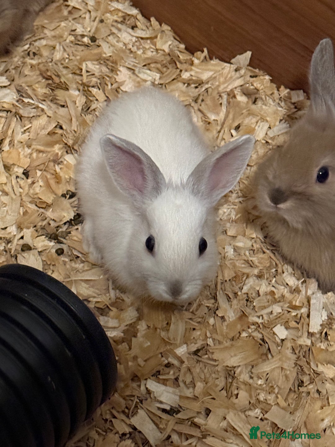 Lionhead rabbits for sale: Pure bred Lion heads available now - Advert 7