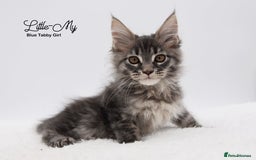Maine Coon cats for sale: Stunning Mainecoon Kittens  - Image 6