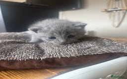 Mixed Breed cats for sale: British shorthair cross kittens for sale  - Image 4