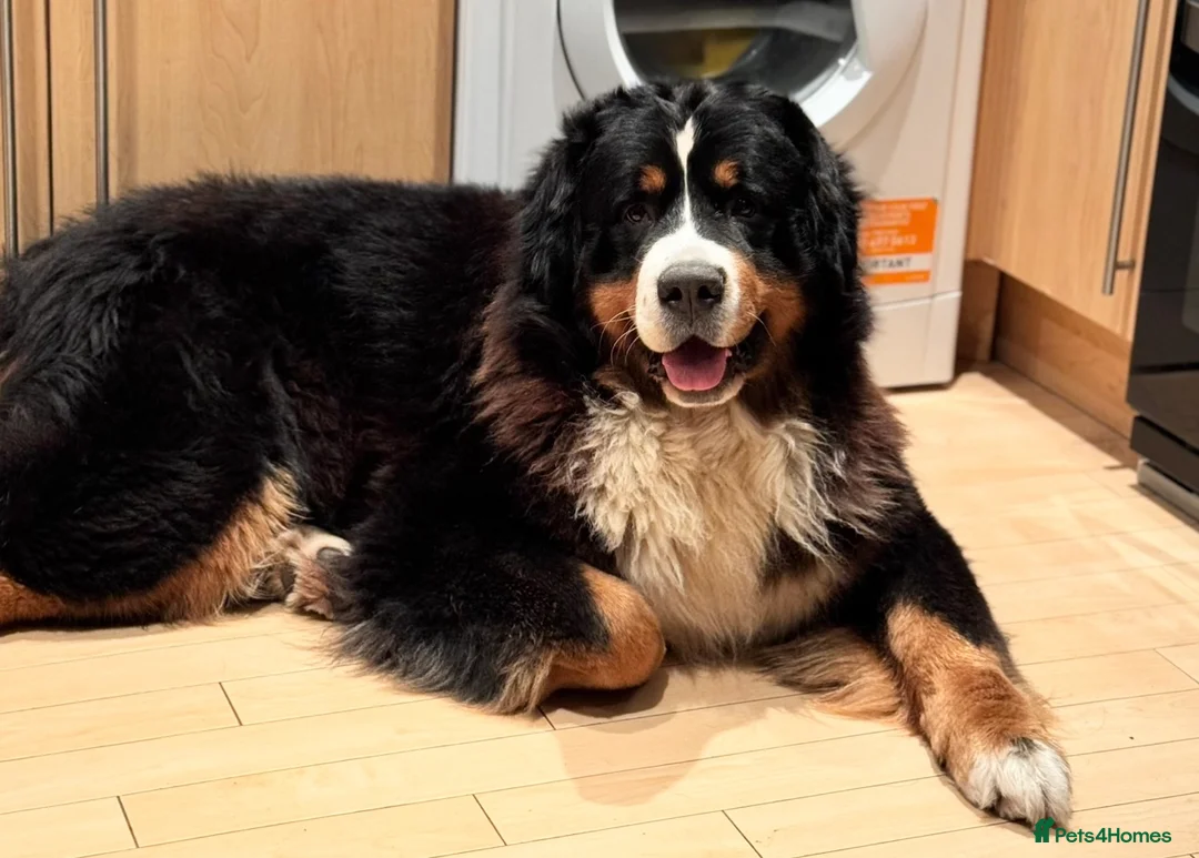 Bernese Mountain Dog dogs for stud: Stunning Bernese Mountain Boy for Stud in Peterborough - Advert 7