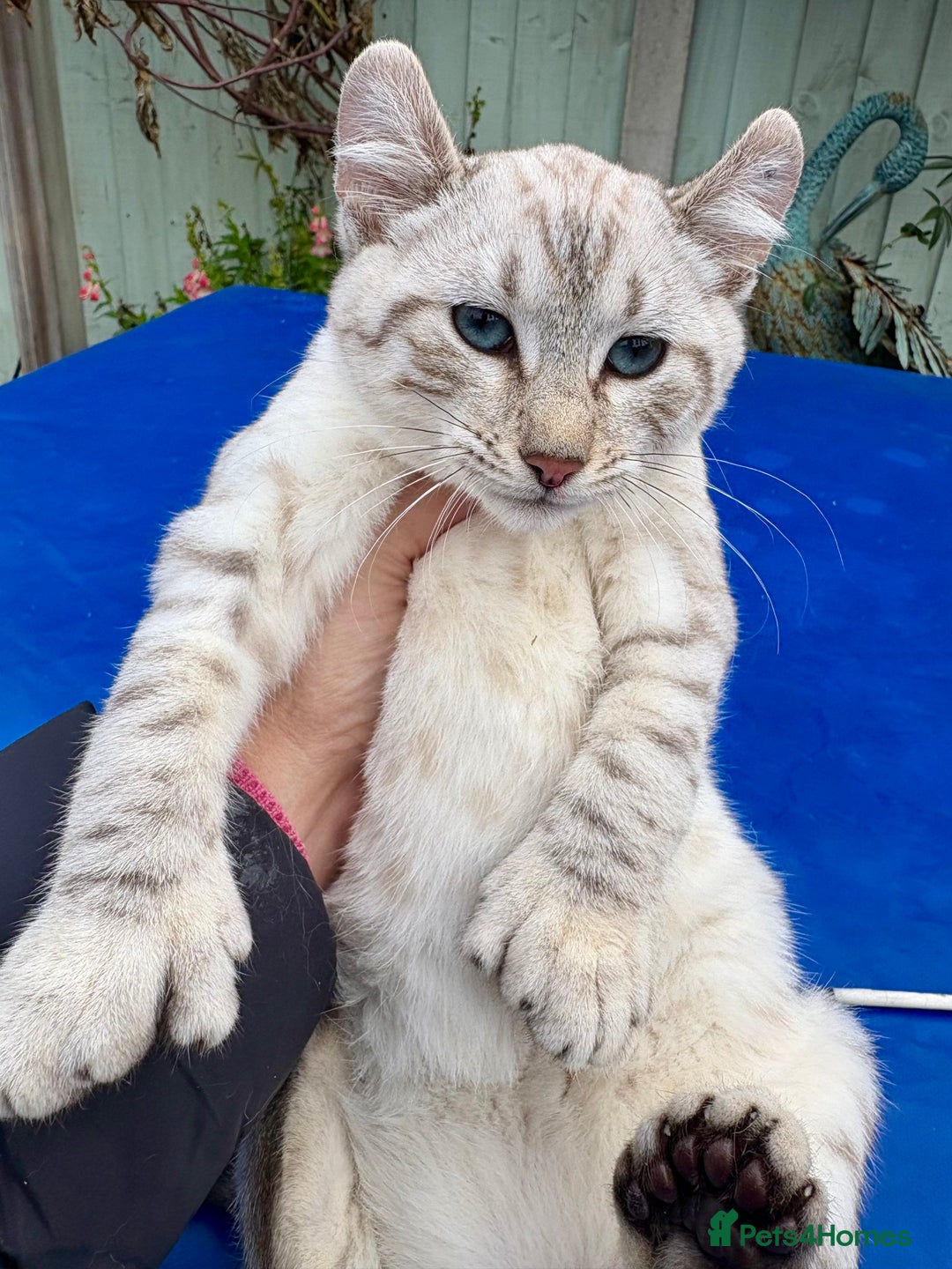 Keetso cats for sale: Rare Keetso female for breeding  - Advert 10