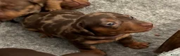 Miniature Dachshund dogs for stud: Gorgeous miniature Dachshund at stud  - Advert 4