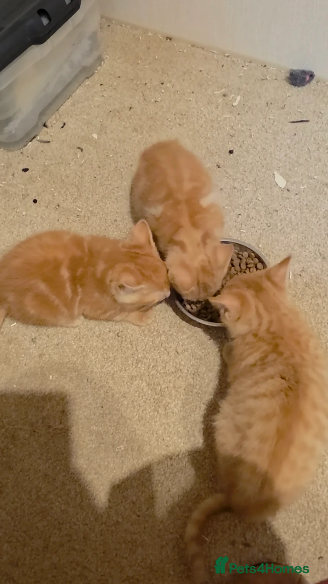 Mixed Breed cats for sale: Playful ginger boys  - Advert 2