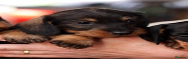 Miniature Dachshund Puppy 2