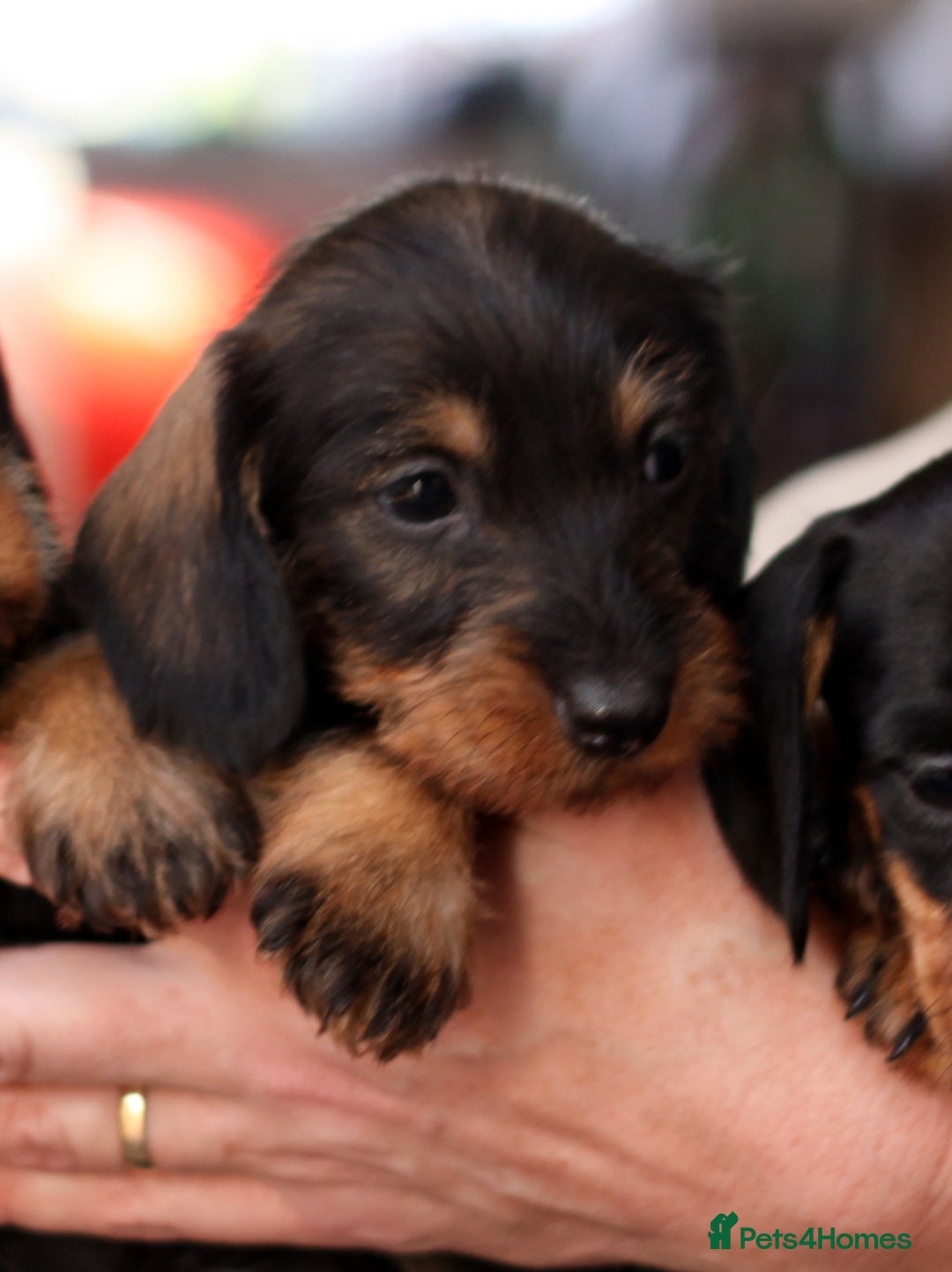 Miniature Dachshund dogs for sale: KC reg Miniature Wirehaired Dachshund pups - Advert 9
