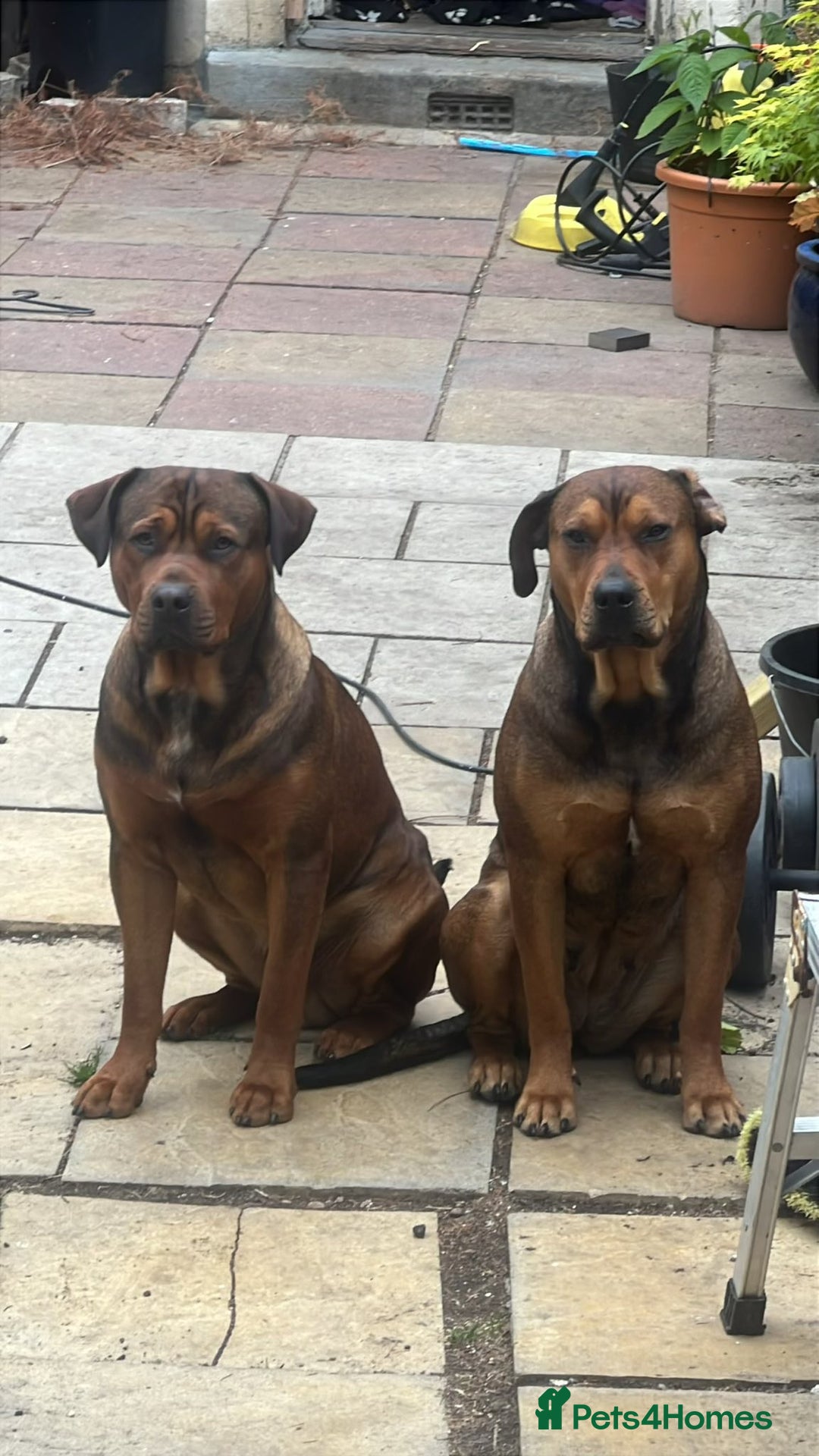 Mixed Breed dogs for sale: F4 STAFFWEILERS - Image 1
