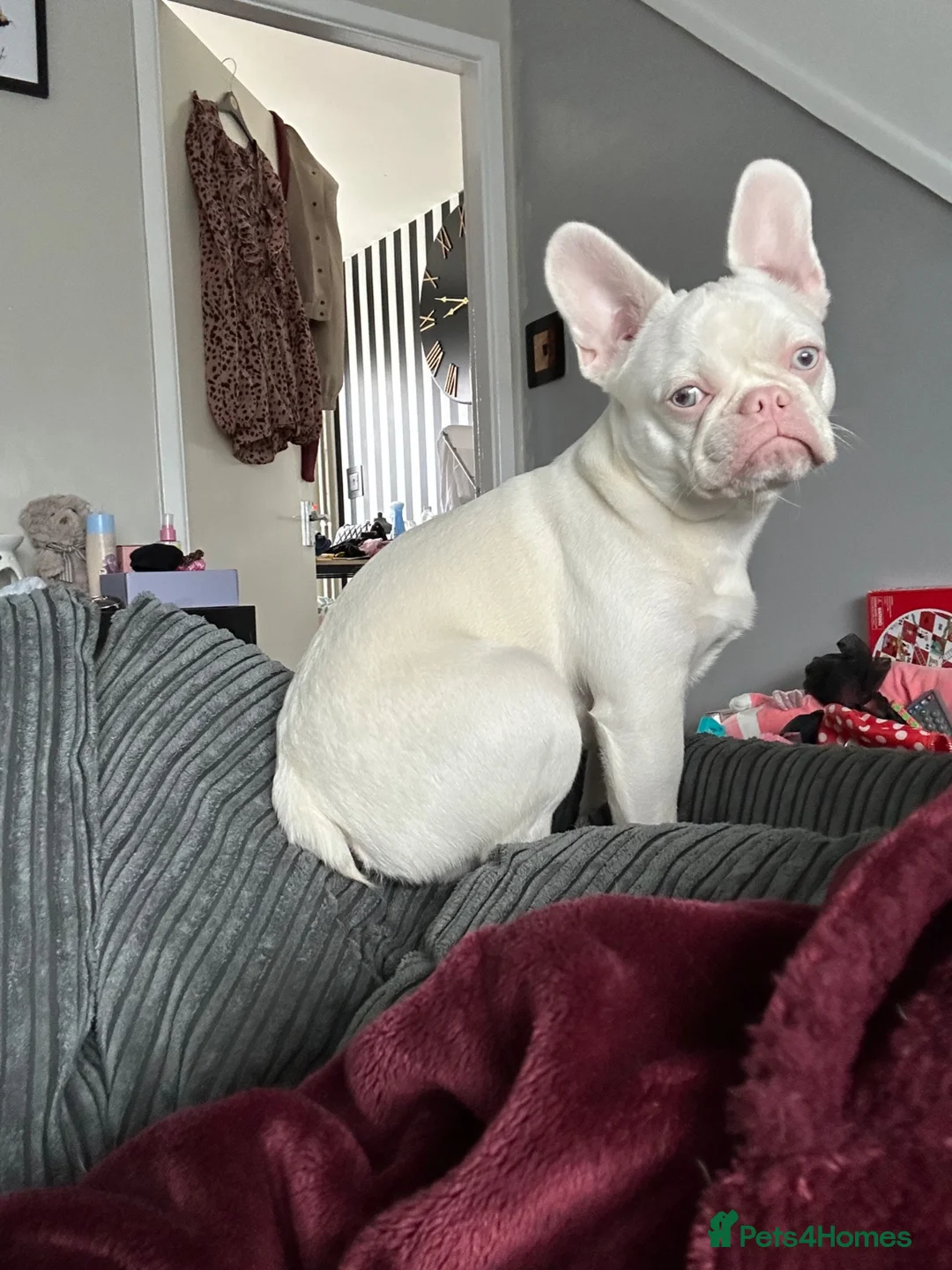 French Bulldog dogs for sale: 8 month old French bulldog puppy for sale - Advert 2