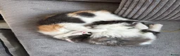 Mixed Breed cats for sale: 2 BLACK AND WHITE MALE DLH READY NOW - Advert 13