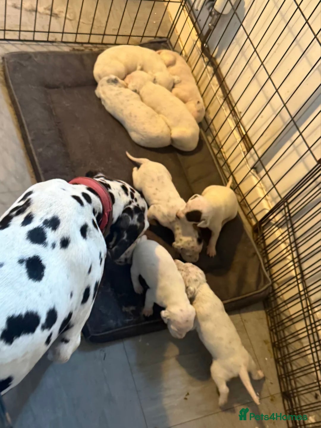 Dalmatian dogs for sale: Female dalmatian puppy - Image 4