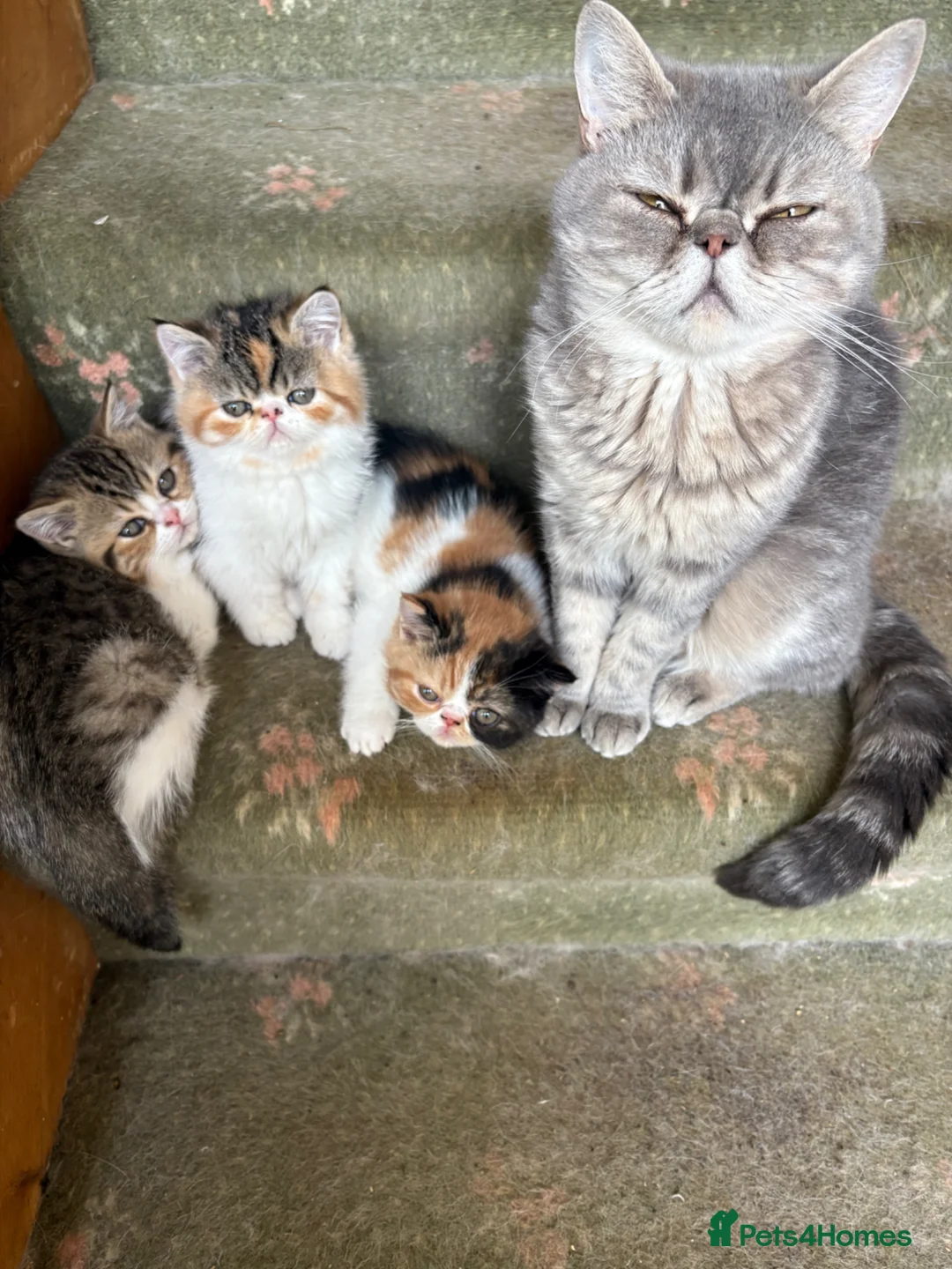 Exotic cats for sale: Stunning Tortie - Advert 10
