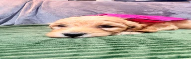 Mini Goldendoodle Puppy Dark pink 