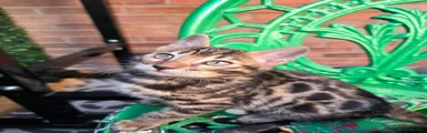 Bengal Kitten 2
