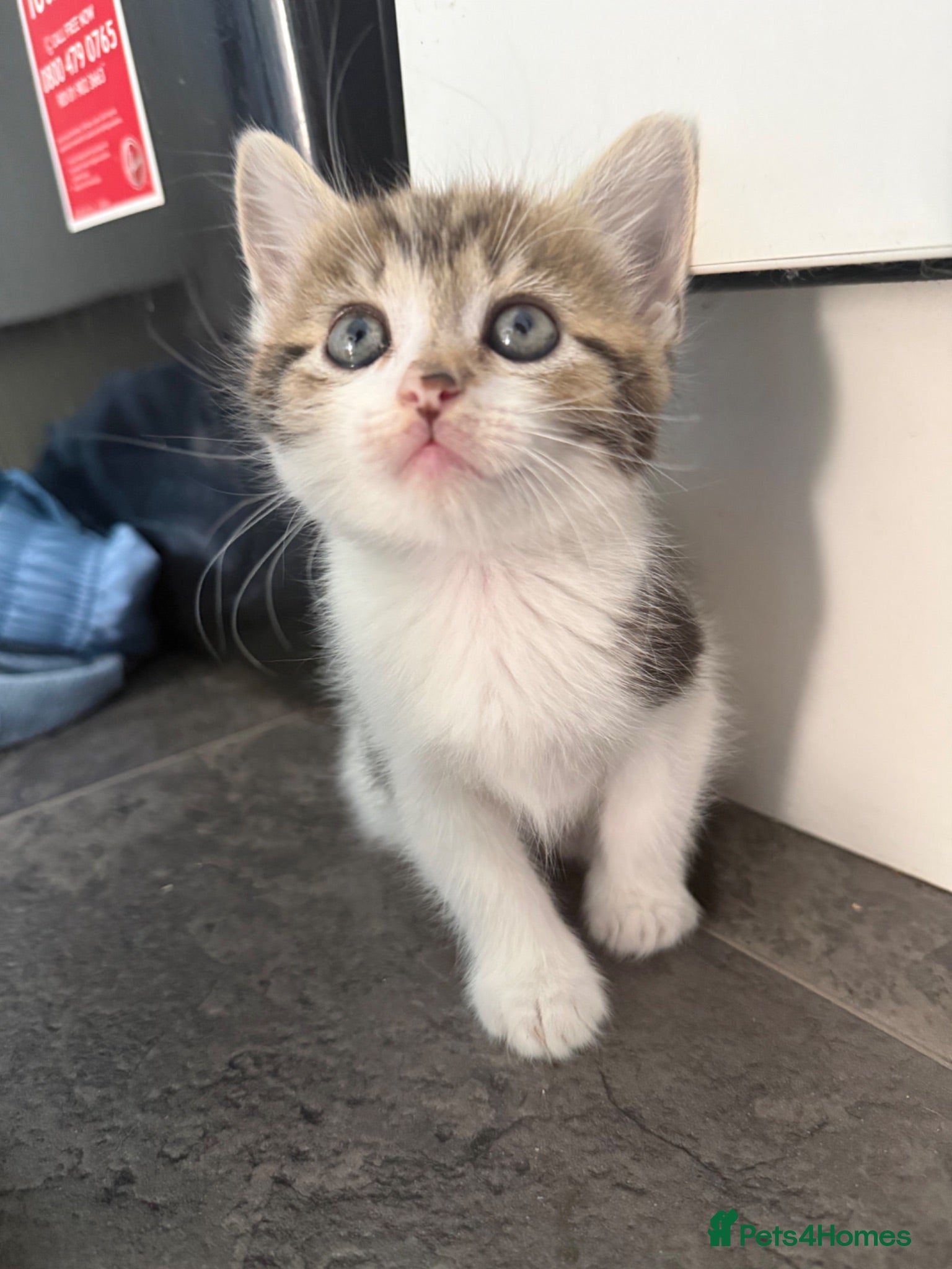 Mixed Breed cats 5 gorgeous kittens (3 male & 2 female) - Advert 15