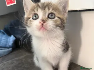 Mixed Breed cats 5 gorgeous kittens (3 male & 2 female) - Advert 15
