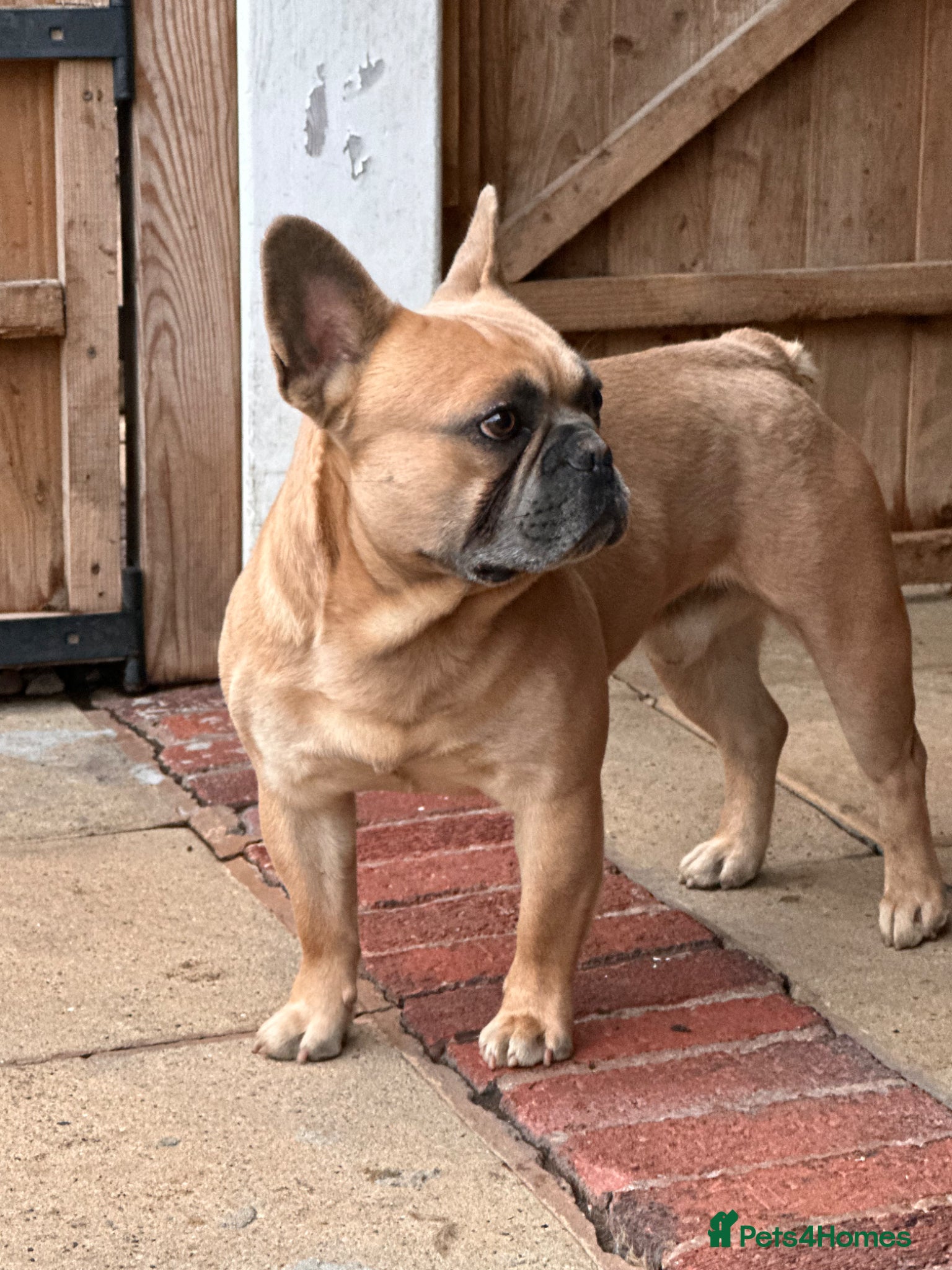 French Bulldog dogs French Bulldog - Advert 11