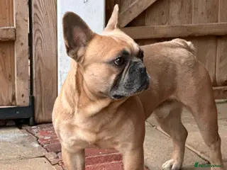 French Bulldog dogs French Bulldog - Advert 11