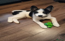 Mixed Breed dogs for sale: Samusky Puppy Female - Image 1