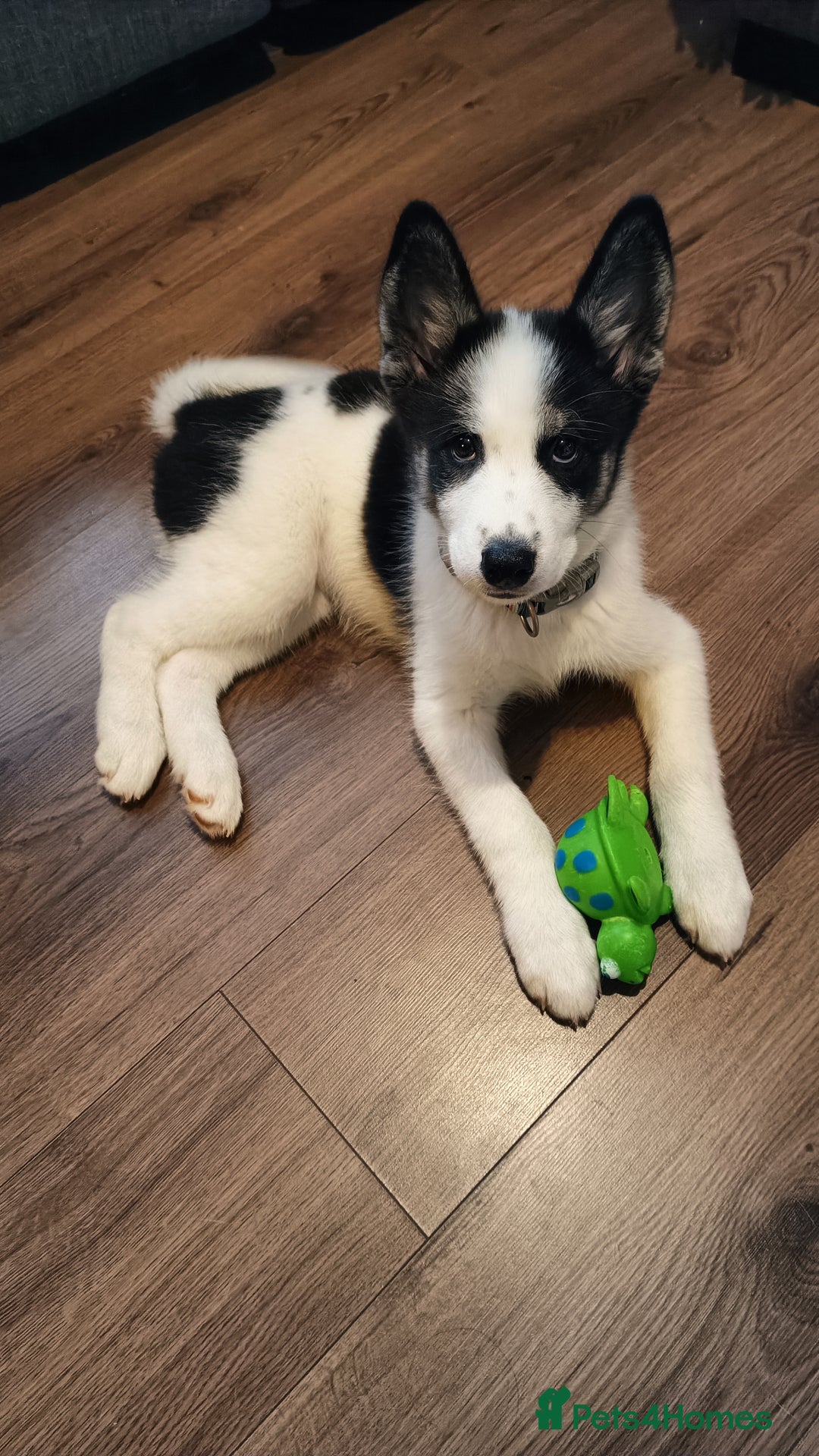 Mixed Breed dogs for sale: Samusky Puppy Female - Image 1