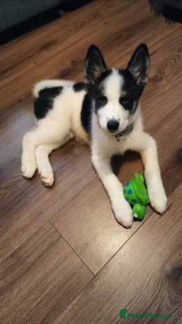 Mixed Breed dogs - Advert 1