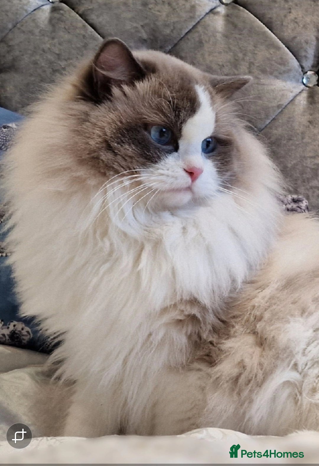 Ragdoll cats for sale: 🩷✨️NEW WAITING LIST Exclusive cute Kittens✨️🩷🏆 - Advert 21