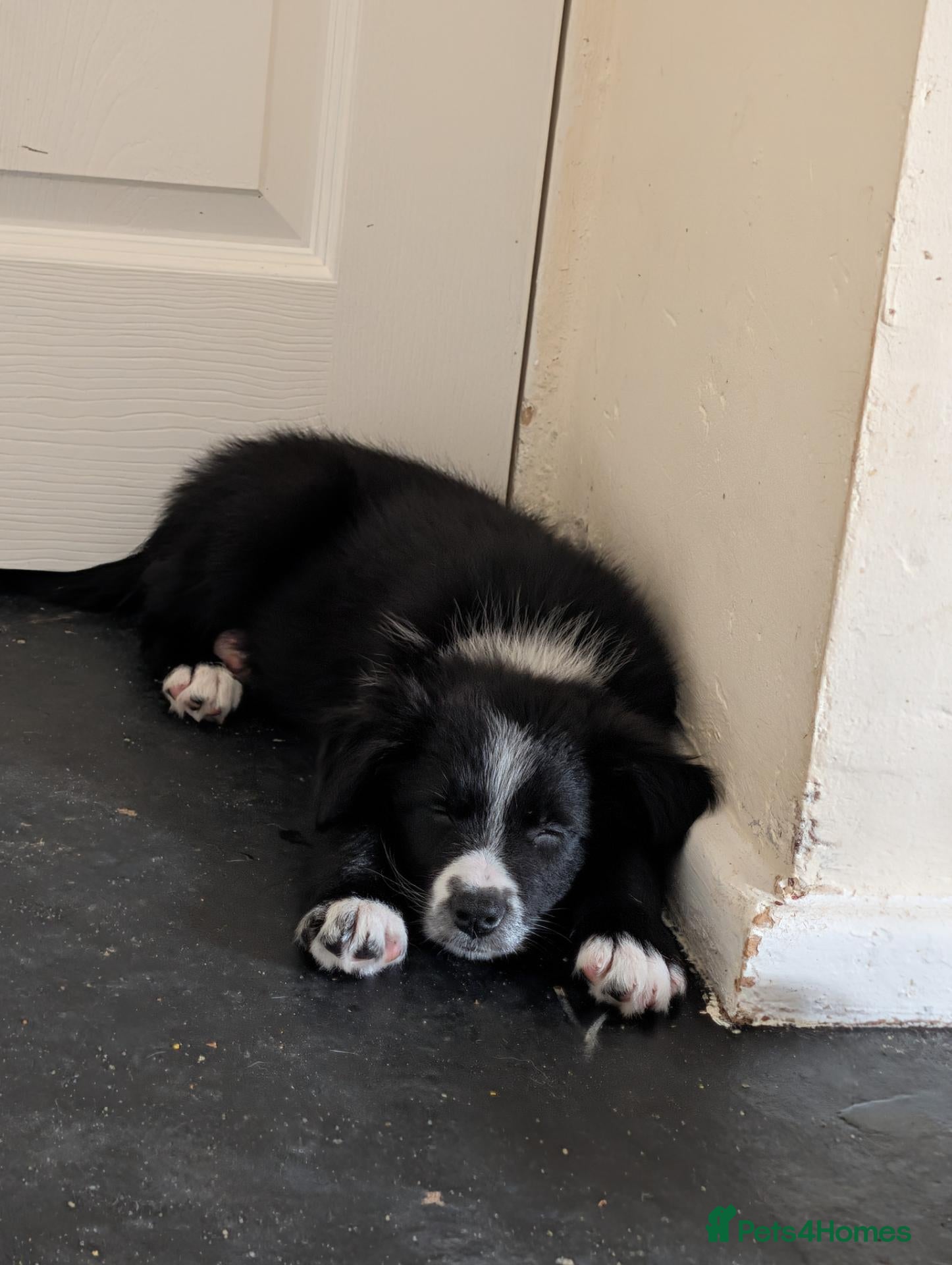 Border Collie dogs 14 week old male border collie puppy  - Advert 1