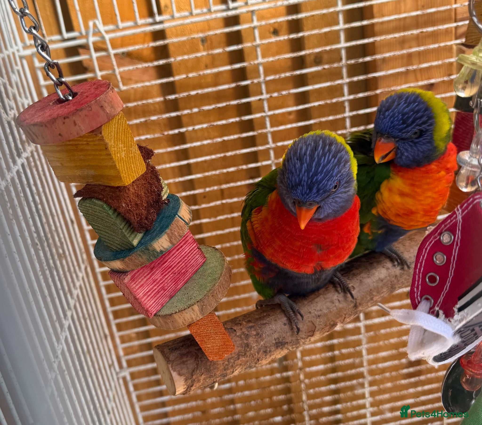 Lorikeets birds 2x Rainbow lorikeets - Advert 1