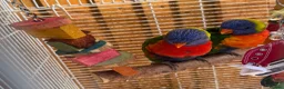 Lorikeets birds for sale: 2x Rainbow lorikeets in Warrington - Advert 1