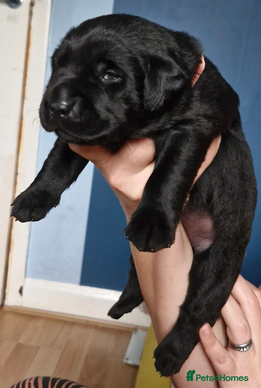 Labrador Retriever dogs for sale: 5 Beautiful labrador puppies  - Advert 1