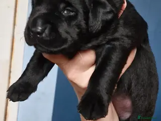 Labrador Retriever dogs 5 Beautiful labrador puppies - Advert 1