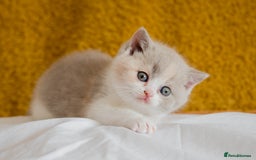 British Shorthair cats for sale: Stunning British Shorthair kittens - rare colours - Image 13