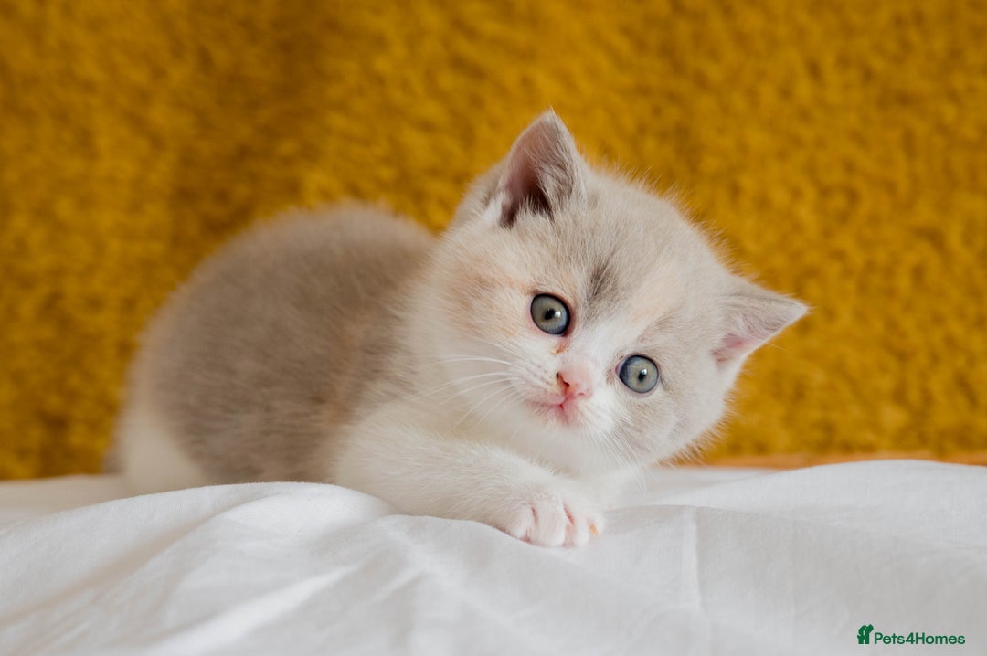 British Shorthair cats for sale: Stunning British Shorthair kittens - rare colours - Image 13