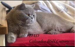 British Shorthair cats for sale: Beautiful Lilac BSH champion Line kittens - Image 36