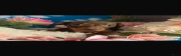 Dachshund dogs for sale: Dachshund Puppies in Chatteris - Advert 8