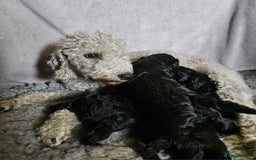 Bedlington Terrier dogs for sale: Bedlington Terrier x Minature Poodle - Image 7