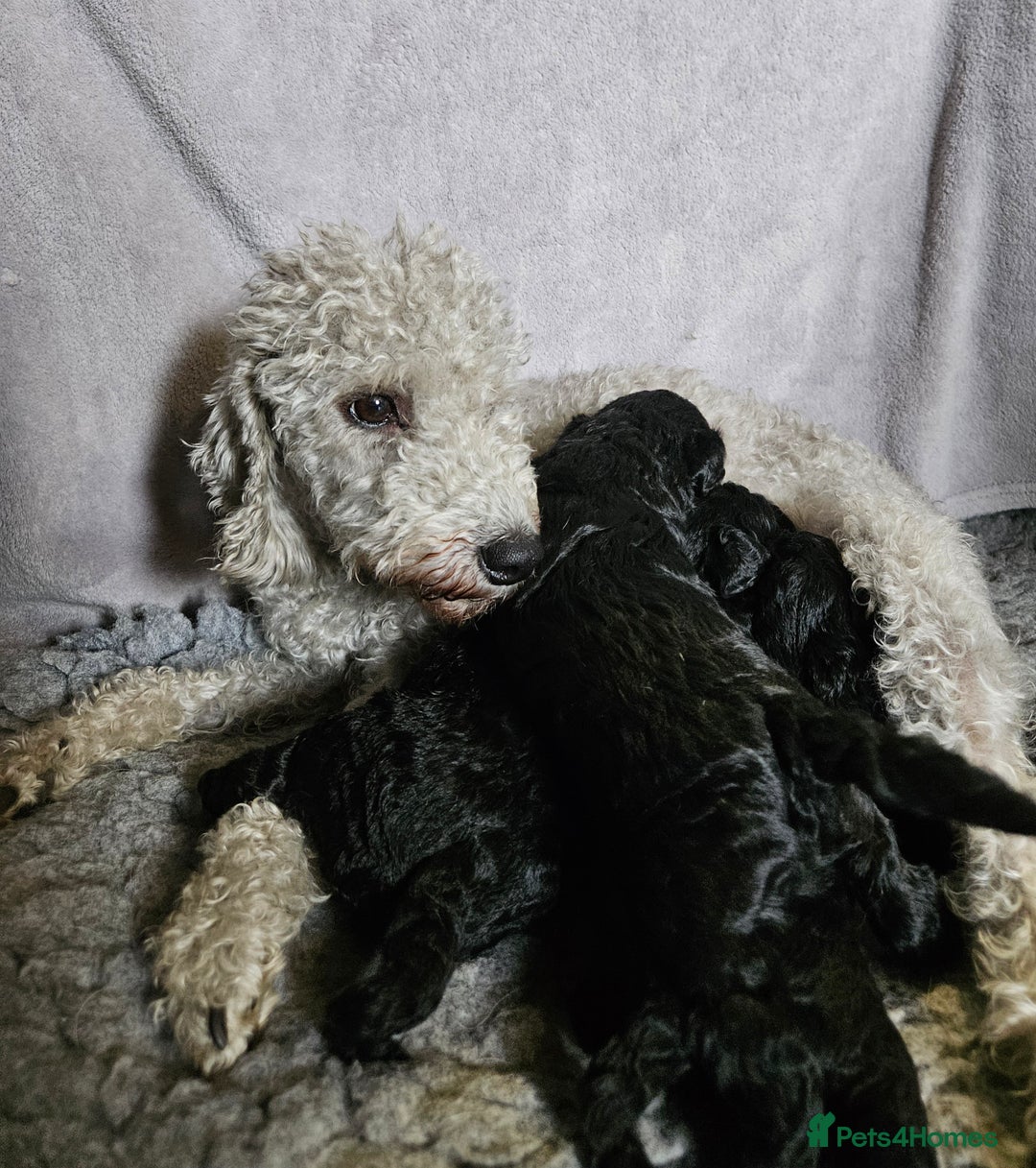 Bedlington Terrier dogs for sale: Bedlington Terrier x Minature Poodle - Image 7