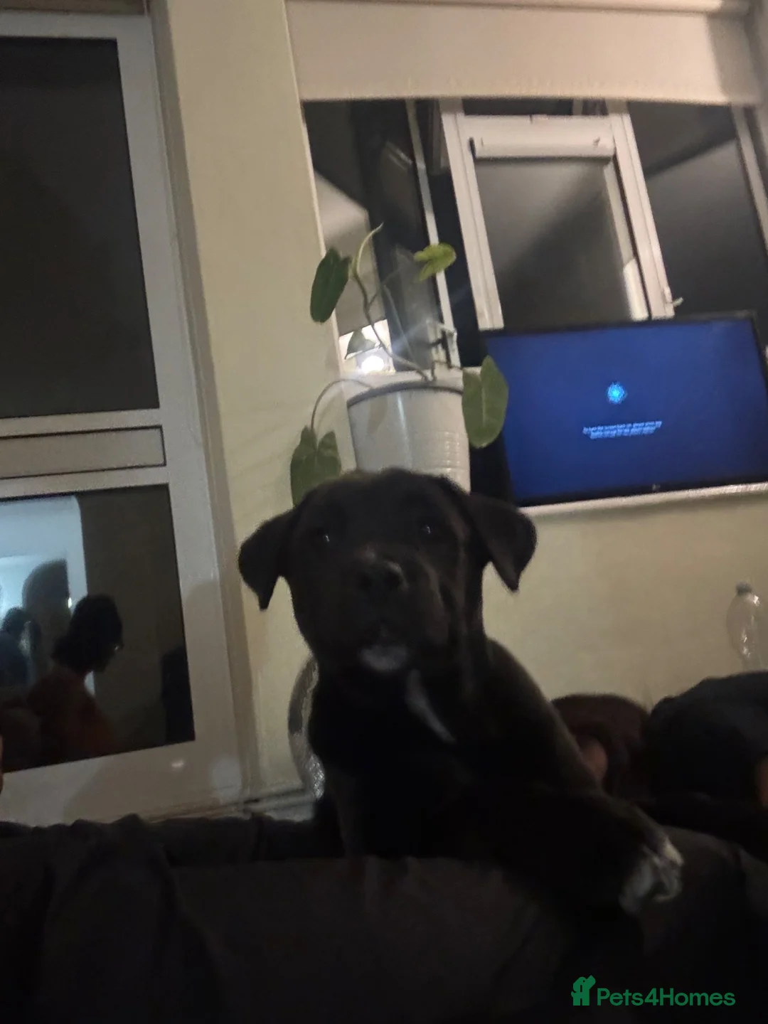 Mixed Breed dogs for sale: Cane Corso x Akita Husky Puppy - Advert 8
