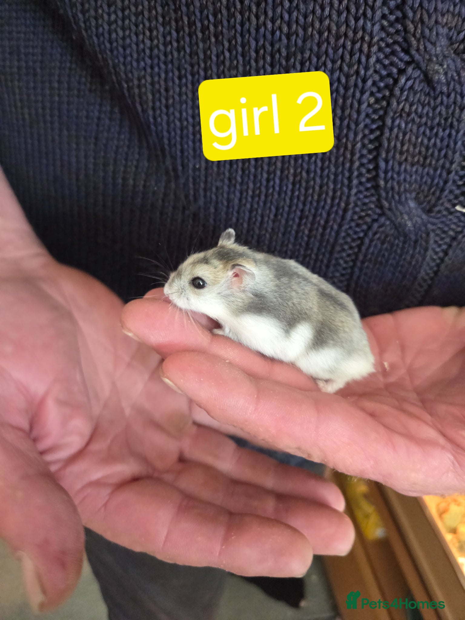 Hamster rodents Russian dwarf hamster babies - Advert 1