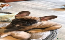 French Bulldog dogs for sale: French bulldog  - Image 17
