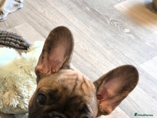 French Bulldog dogs - Advert 6