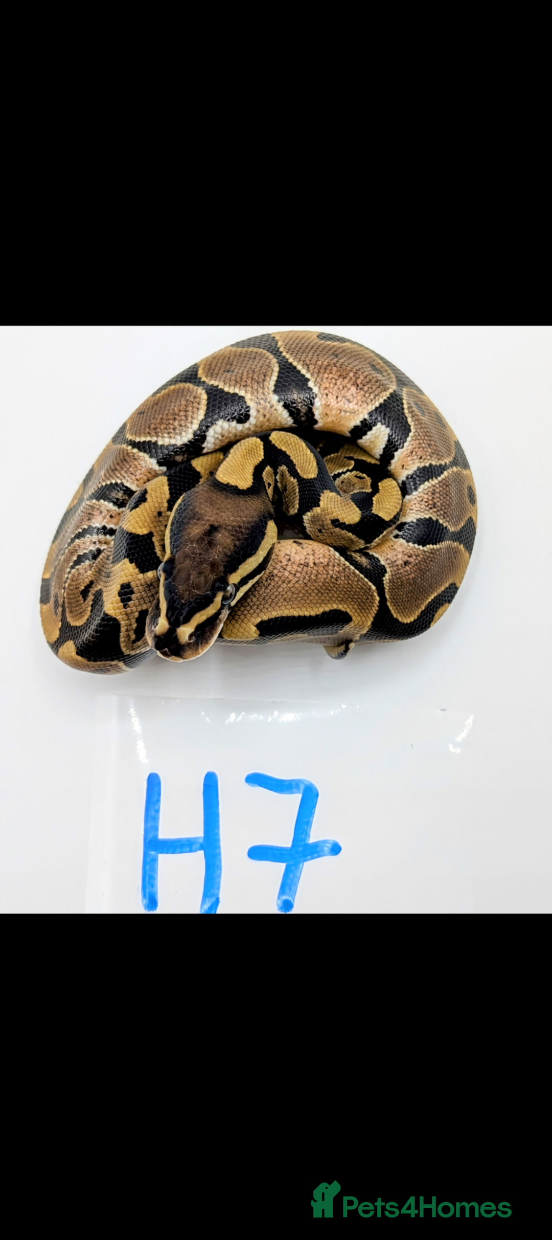 Python Snake reptiles for sale: Range of Royal Pythons - Advert 9