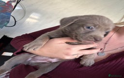 Labrador Retriever dogs for sale: Stunning silver Labradors  - Image 21