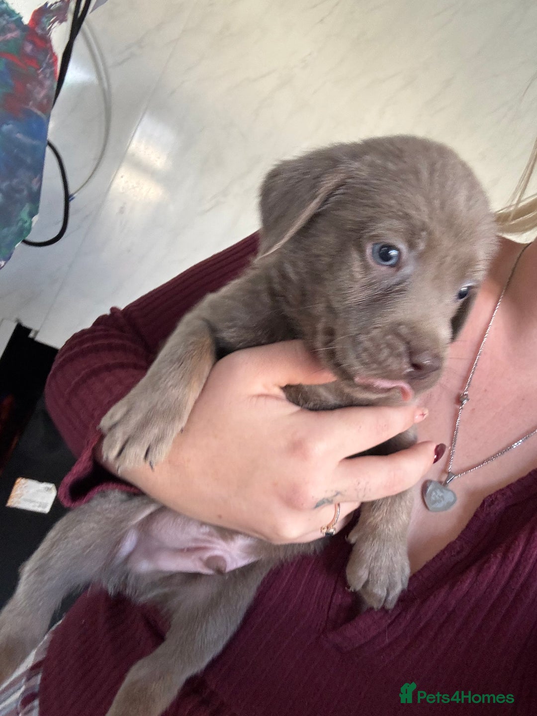 Labrador Retriever dogs for sale: Stunning silver Labradors  - Image 21