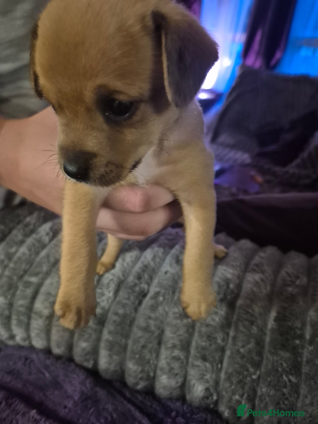 Mixed Breed dogs for sale: Mums a Parsons terrier. Dads a corgie-bassett - Image 4