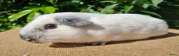 Guinea Pig rodents for sale: Bonded Pair of Boars - Advert 7