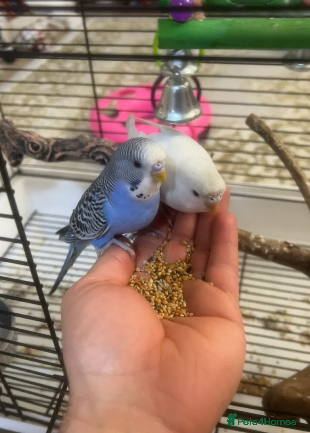 Mixed Breed birds for sale: Budgies - Advert 1