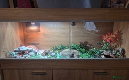 Leopard Gecko reptiles for sale: Leopard gecko Milo  - Image 6