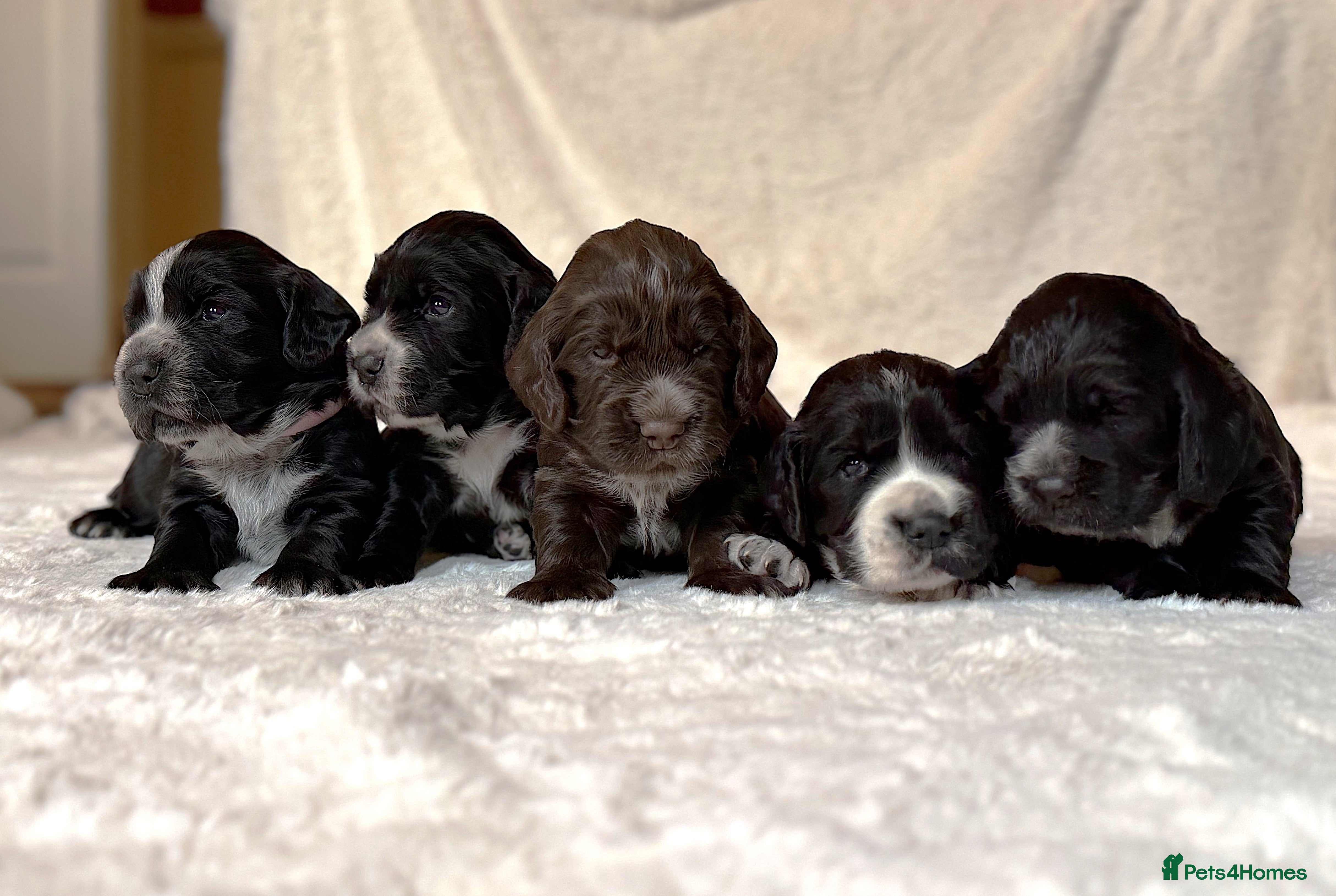 Cocker Spaniel dogs KC Registered Cocker Spaniel Puppies For Sale - Advert 7