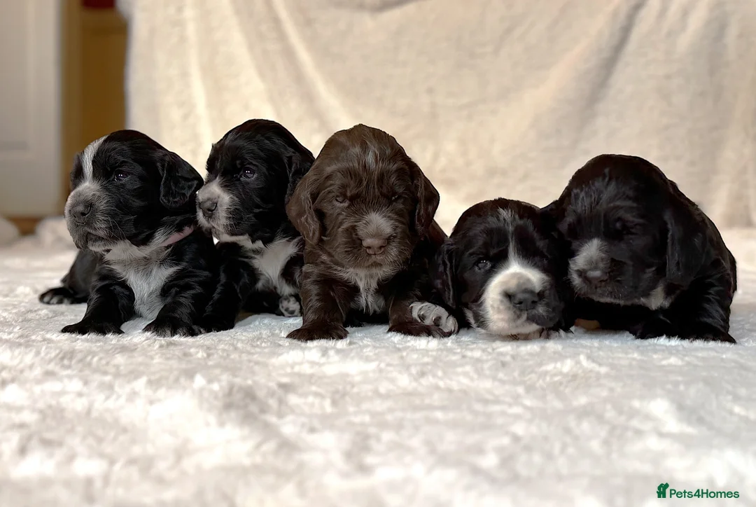 Cocker Spaniel dogs for sale: KC Registered Cocker Spaniel Puppies For Sale - Advert 1